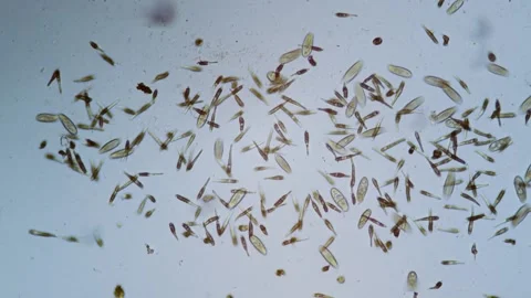 Protozoa single cell organisms in microscope bright field Stock Footage 164953805