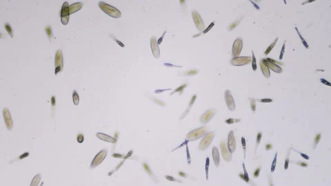 Protozoa single cell organisms in microscope bright field Stock Footage 164953870