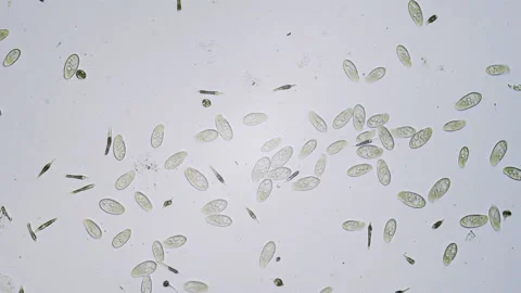 Protozoa single cell organisms in microscope bright field Stock Footage 164953890