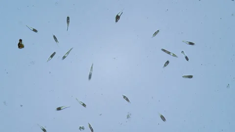 Protozoa single cell organisms in microscope bright field Stock Footage 164954360