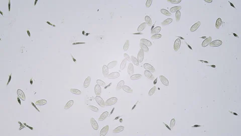 Protozoa single cell organisms in microscope bright field Stock Footage 164954709