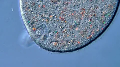 Protozoa under DIC microscope, High Resolution video 스톡 동영상 317957748