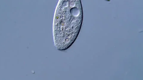 Protozoa under microscope, 400x live video Stock-Footage 317956459
