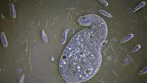 Protozoa under microscope 400x magnifica... | Stock Video | Pond5