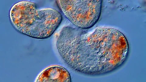 Protozoa under microscope, 4K Video Vídeos de archivo 318247992