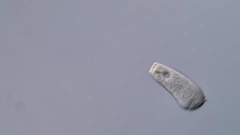 Protozoa under microscope 库存影片 310495663