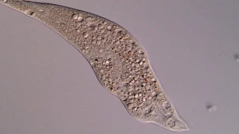 Protozoa under microscope 库存影片 310645217