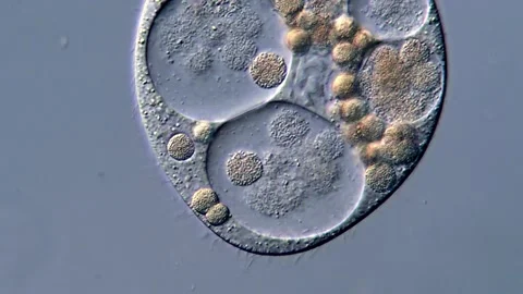 Protozoa unicellular under DIC microscope Vídeos de archivo 317108190