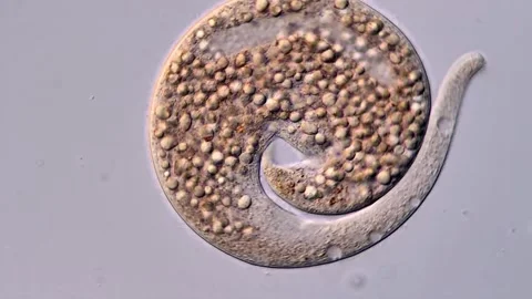 Protozoan Dileptus, light microscope 400x magnification 库存影片 310496067