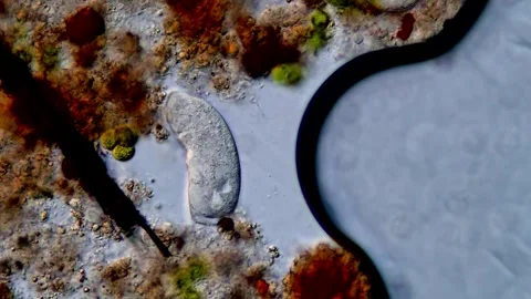 Protozoan in pond water under microscope 库存影片 310357007