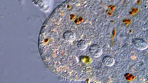 Protozoan in pond water under microscope 4K video 库存影片 316997513
