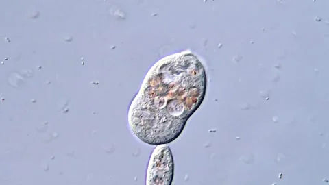 Protozoan Under High-Definition Microscope, 4K Video 库存影片 318002779