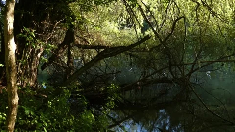 Protruding fallen branches in static forest river Stock Footage 339360323