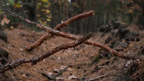 Protruding tree roots close up Stock Footage 141121277