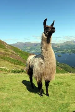 Proud Alpaca Foto stock