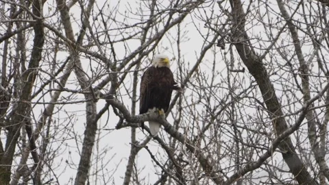 Proud American bald eagle predator perched in tree branch watching and waiting Stock Footage 332627499