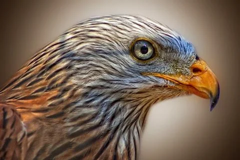 The proud and powerful gaze of the eagle Stock Photos