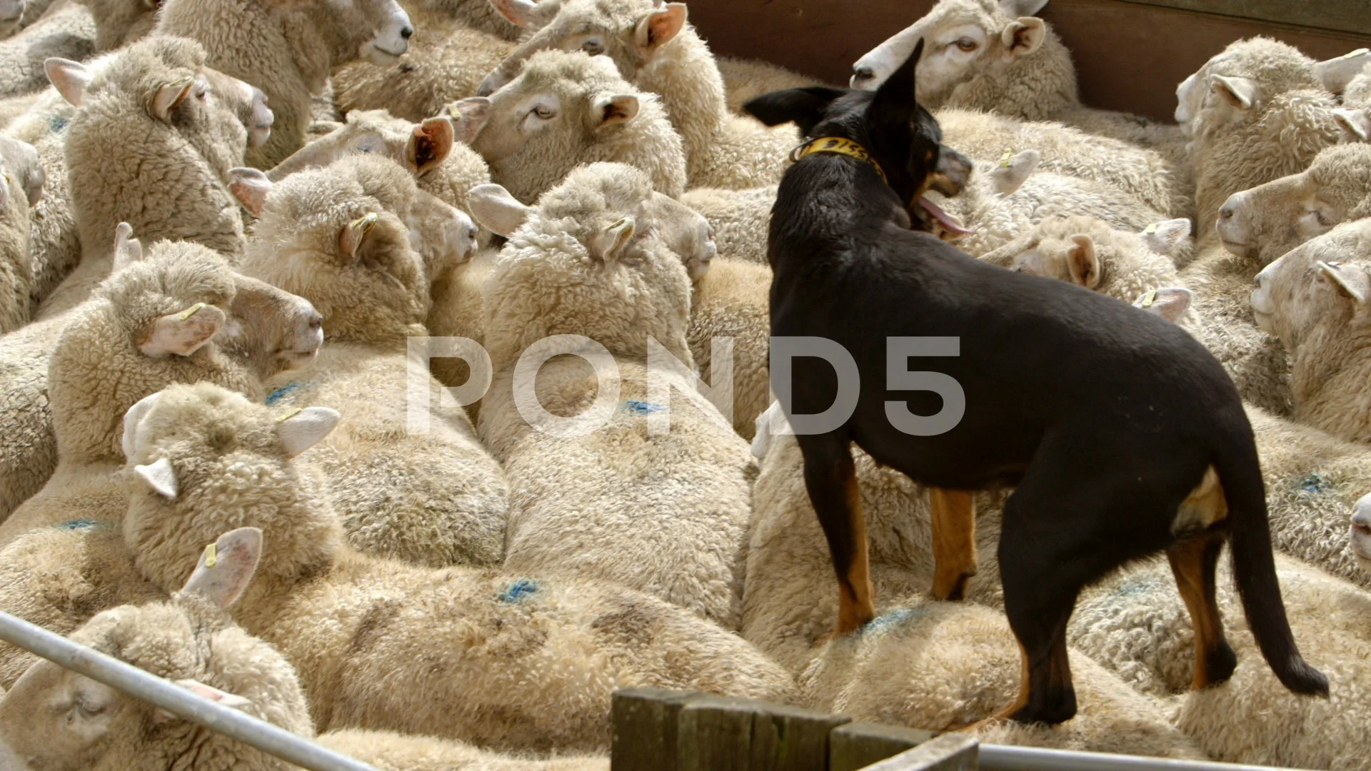 Kelpie sheep best sale