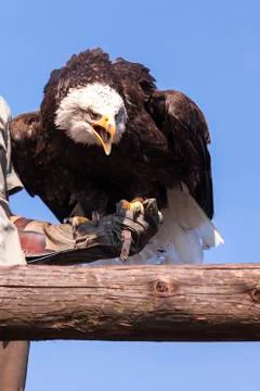 Proud of the Bald Eagle Stock Photos