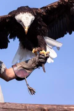 Proud of the Bald Eagle Stock Photos
