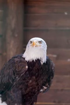 Proud of the Bald Eagle Stock Photos