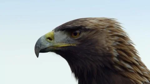 Proud big golden eagle close-up Stock Photos