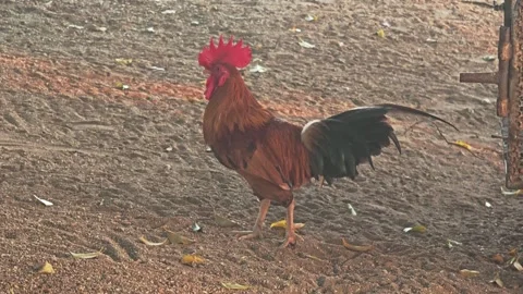 Proud brown rooster standing on the ground in rural farm. 스톡 동영상 339188175