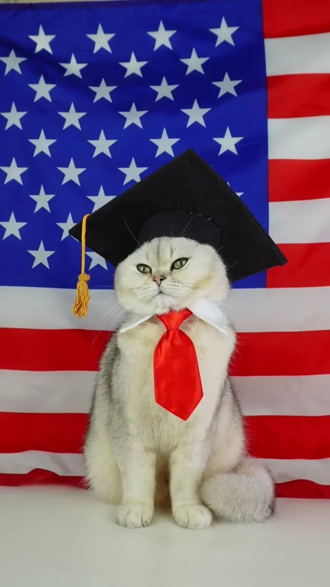 Proud cat with graduation cap and tie celebrates in front of american flag Stock Footage 311331839
