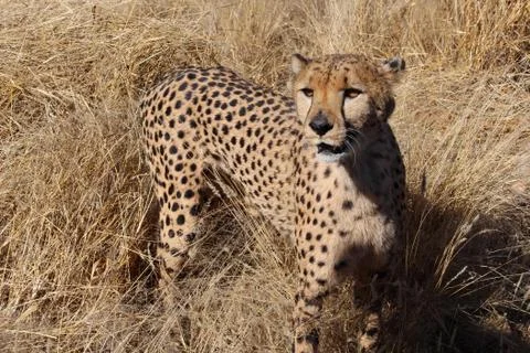 Proud Cheetah in Namibia, Namibia, Dsternbrook, morning, Cheetah Stock Photos