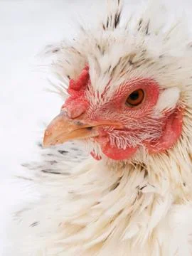 Proud chicken Stock Photos