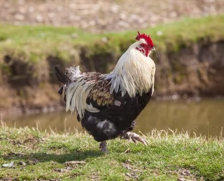 Proud cockerel Stock Photos