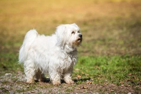 Proud dog Foto stock