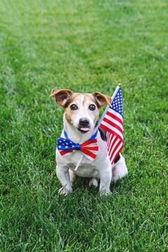 Proud dog in stars and stripes sunglasses with American flag Stock Photos