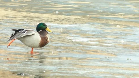Proud drake on the verge of spring C Stock Footage 73483331