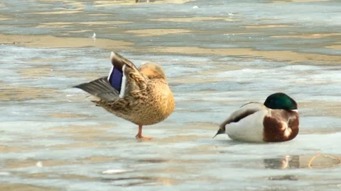 Proud drake on the verge of spring Stock Footage 73483519