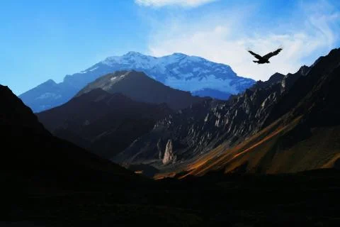Proud eagle flying over massive slopes Stock-Fotos