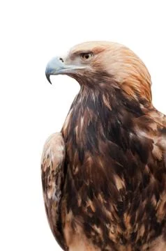 Proud eagle isolated Stock Photos