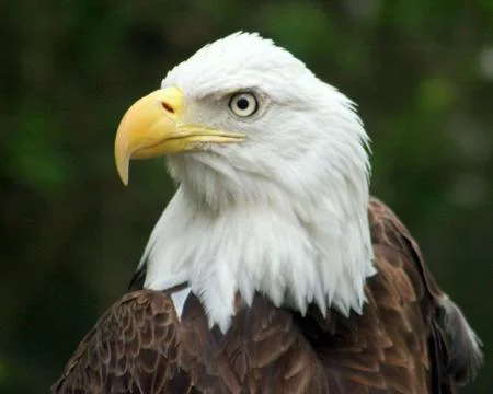 Proud eagle Stock Photos