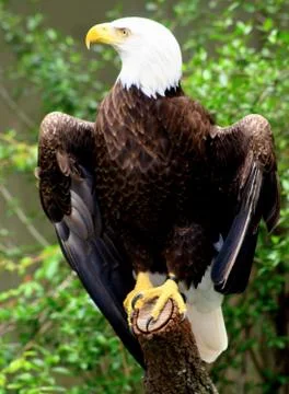Proud eagle Stock Photos