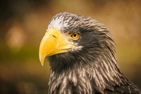 Proud eagle Stock Photos