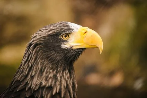 Proud eagle Stock Photos