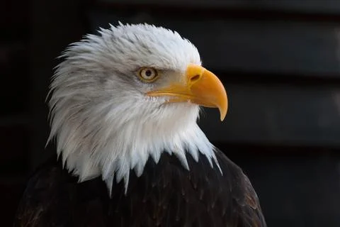 A proud eagle Stock Photos