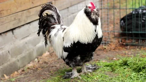 A proud English rooster is looking at the camera. Close-up. Stock Footage 196118900