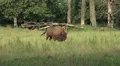 Proud European Bison walking on a forest grassland meadow HD Footage