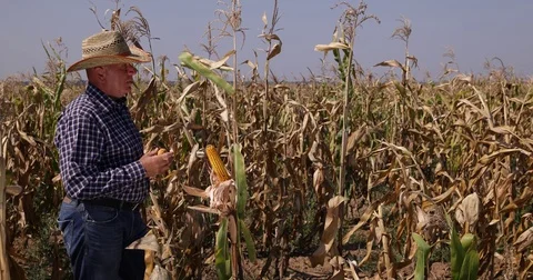 Proud Farmer Man Looking Around Over Maize Harvest Corn Ripe Culture Video stock 83661420