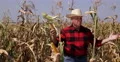 Proud Farmer Man Show Around Hand Gesture Good Maize Harvest Corn Ripe Culture 4k or 4k+ Resolution