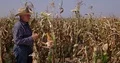 Proud Farmer Man Show Around Hand Gesture Good Maize Harvest Corn Ripe Culture 4k or 4k+ Resolution