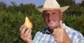 Proud Farmer Man Thumbs Up Showing Good Result Pear Fruit Bio Harvest Vegan Diet 4k or 4k+ Resolution