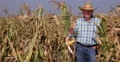 Proud Farmer Showing Thumbs Up Sign for Agriculture Best Results and Good Crops 4k or 4k+ Resolution