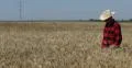 Proud Farmland Owner Analyze Wheat Harvest Walk Crop Fields Gold Grain Culture 4k or 4k+ Resolution